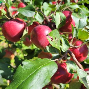 Pommier «September Ruby»