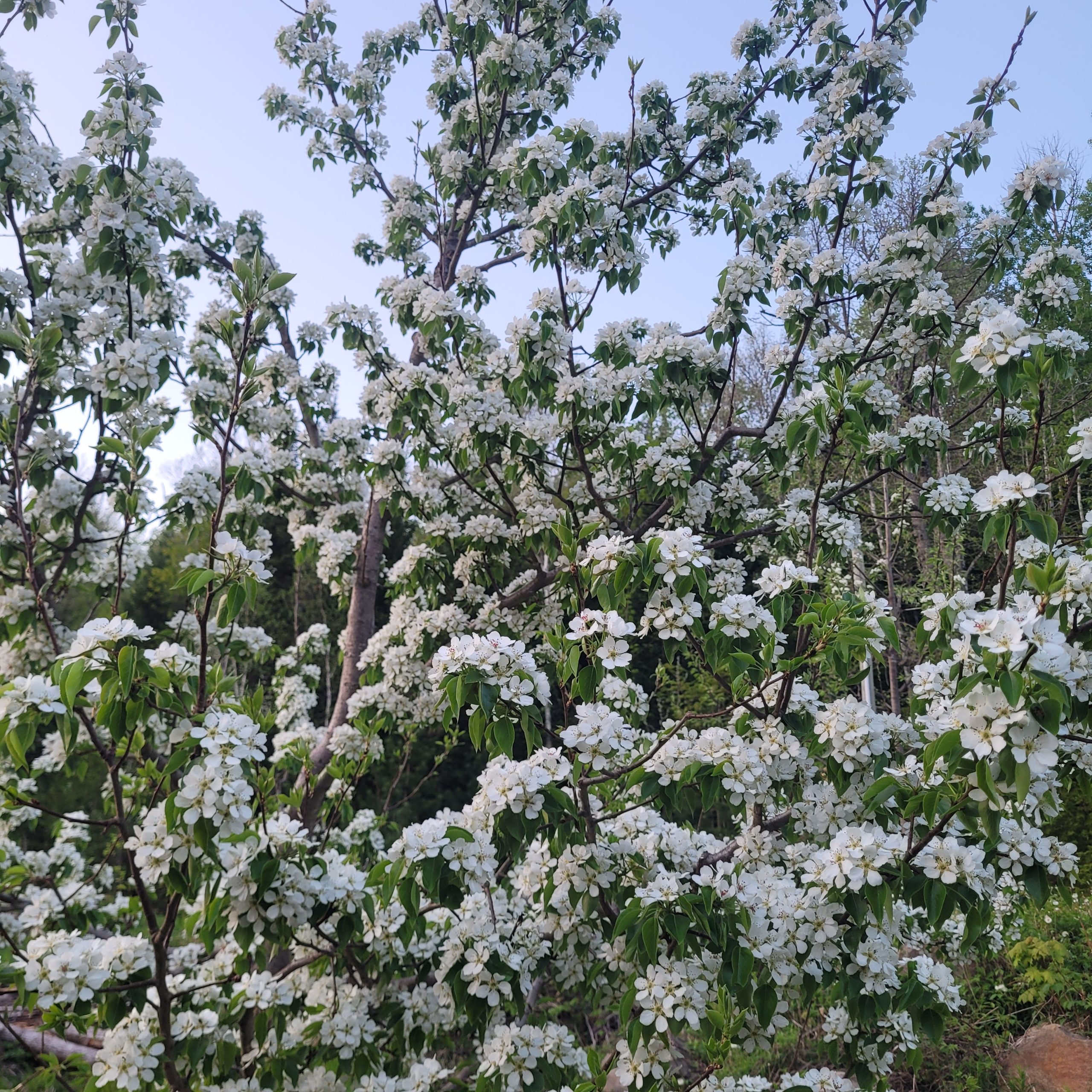 Poirier Golden Spice – Image 2