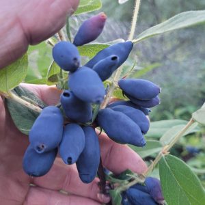 Camerisier «Boréal Beast»