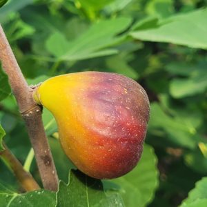 Figuier «Vern's Brown Turkey»