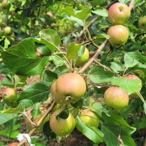 Pommier «Honeycrisp»
