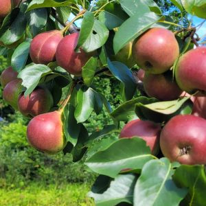 Poirier «Summercrisp»