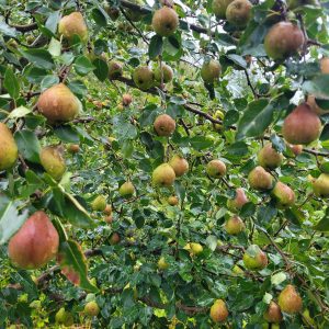 Poirier Golden Spice