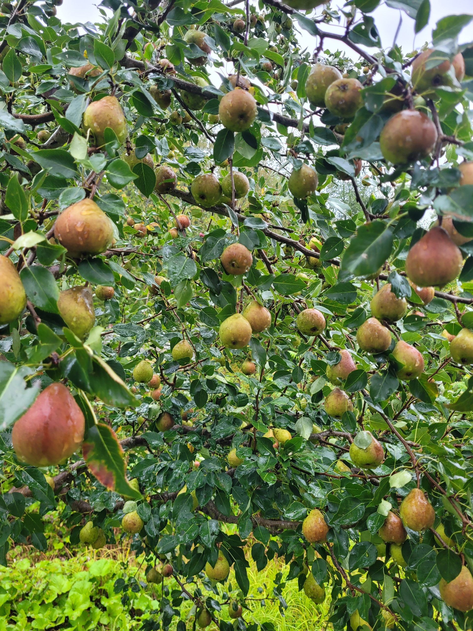 Poirier Golden Spice