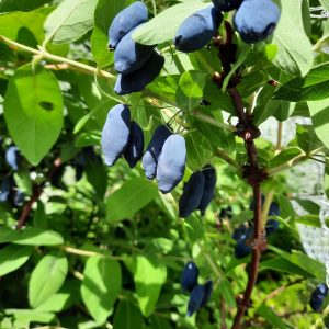 Camerisier «Boréal Blizzard»