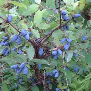 Camerisier «Aurora»